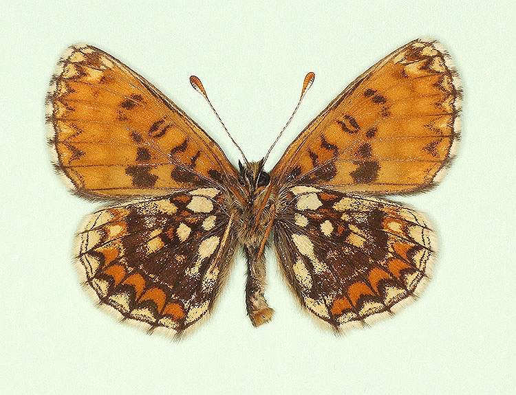 Melitaea athalia male (aberrant form postfuscofasciata, verso) (Internet Image property of respective owner, non-commercial use only)